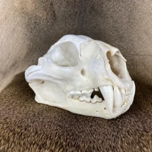 Cougar Taxidermy for Sale