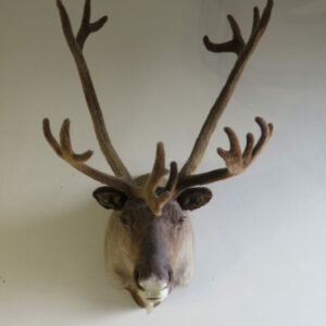 Taxidermy Net for Sale