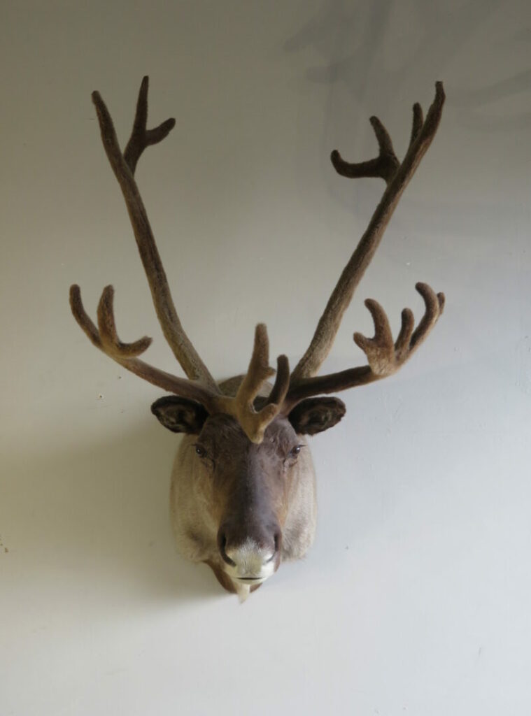 Taxidermy Net for Sale