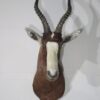 Taxidermy Mounts for Sale