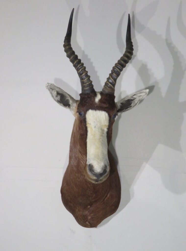 Taxidermy Mounts for Sale