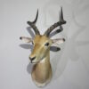 Find African Impala Taxidermy for Sale Near Me