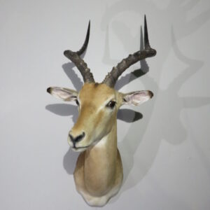 Find African Impala Taxidermy for Sale Near Me