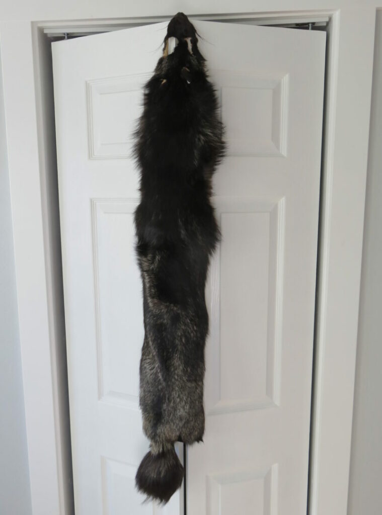 Taxidermy Fox for Sale