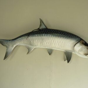 Taxidermy Fish for Sale