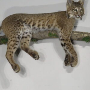 Bobcat Taxidermy for Sale