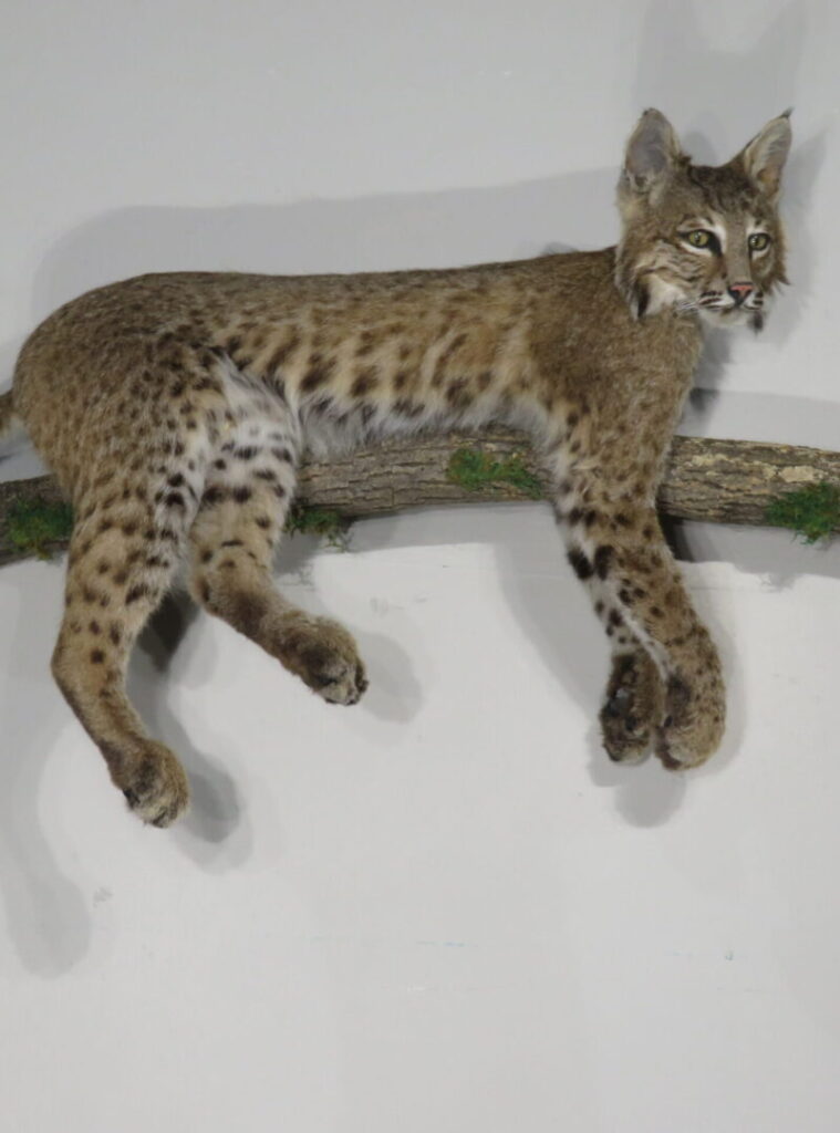 Bobcat Taxidermy for Sale