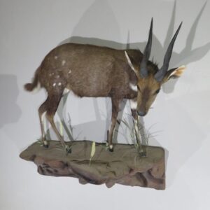 Animal Taxidermy for Sale