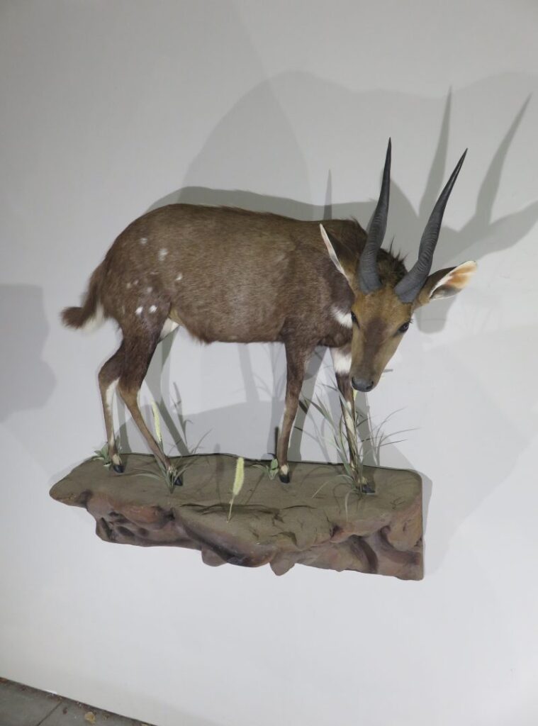 Animal Taxidermy for Sale
