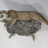 Taxidermy Lion for Sale