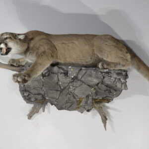 Taxidermy Lion for Sale