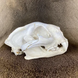 Cougar Taxidermy for Sale