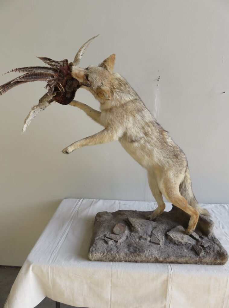 Pheasant Taxidermy for Sale