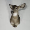 Taxidermy Deer Head for Sale