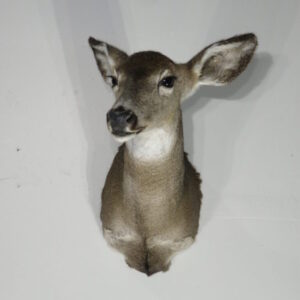 Taxidermy Deer Head for Sale