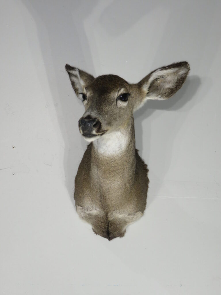 Taxidermy Deer Head for Sale