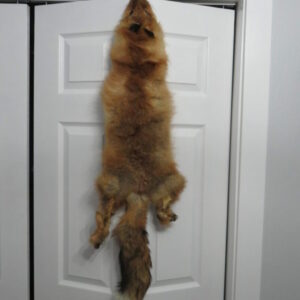 Taxidermy for Sale Fox