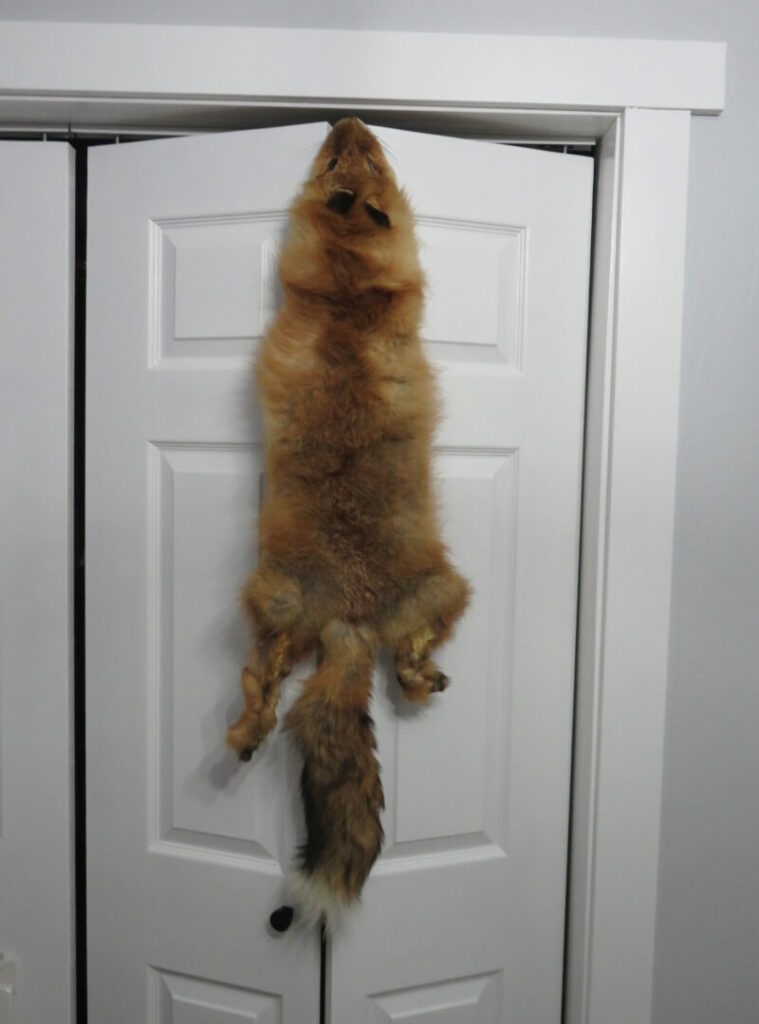 Taxidermy for Sale Fox