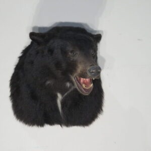 Taxidermy Bear for Sale
