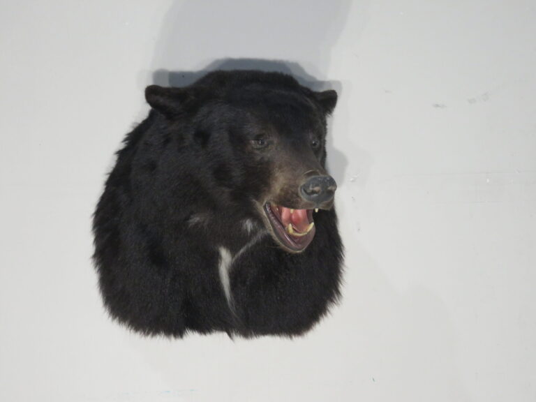 Taxidermy Bear for Sale