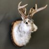 Jackalope Taxidermy for Sale