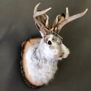 Jackalope Taxidermy for Sale
