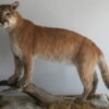 Mountain Lion Taxidermy for Sale