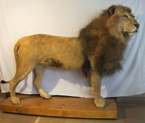 taxidermy for sale