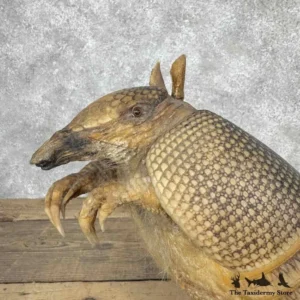Taxidermy Armadillo for Sale