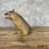 Taxidermy Armadillo for Sale