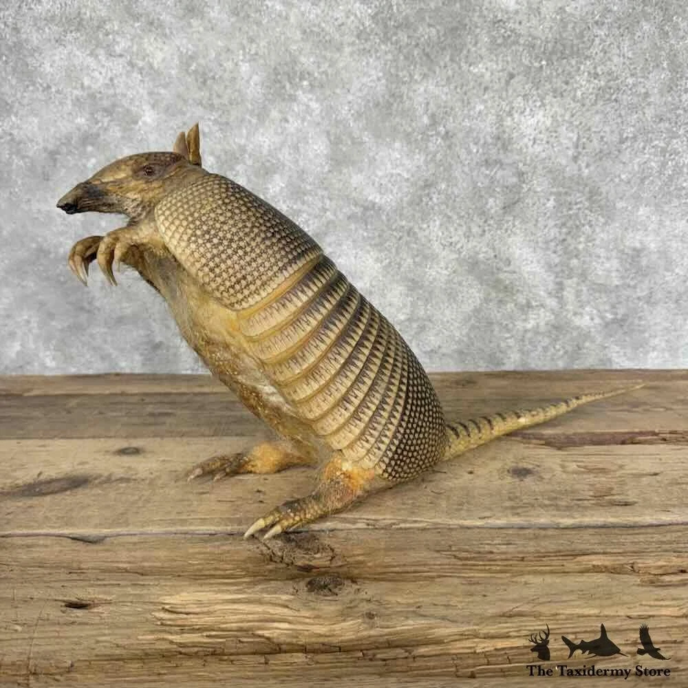 Taxidermy Armadillo for Sale