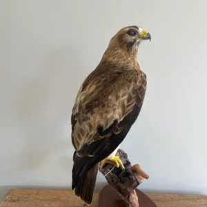 Best Glass Eyes for Taxidermy Mounts for Sale