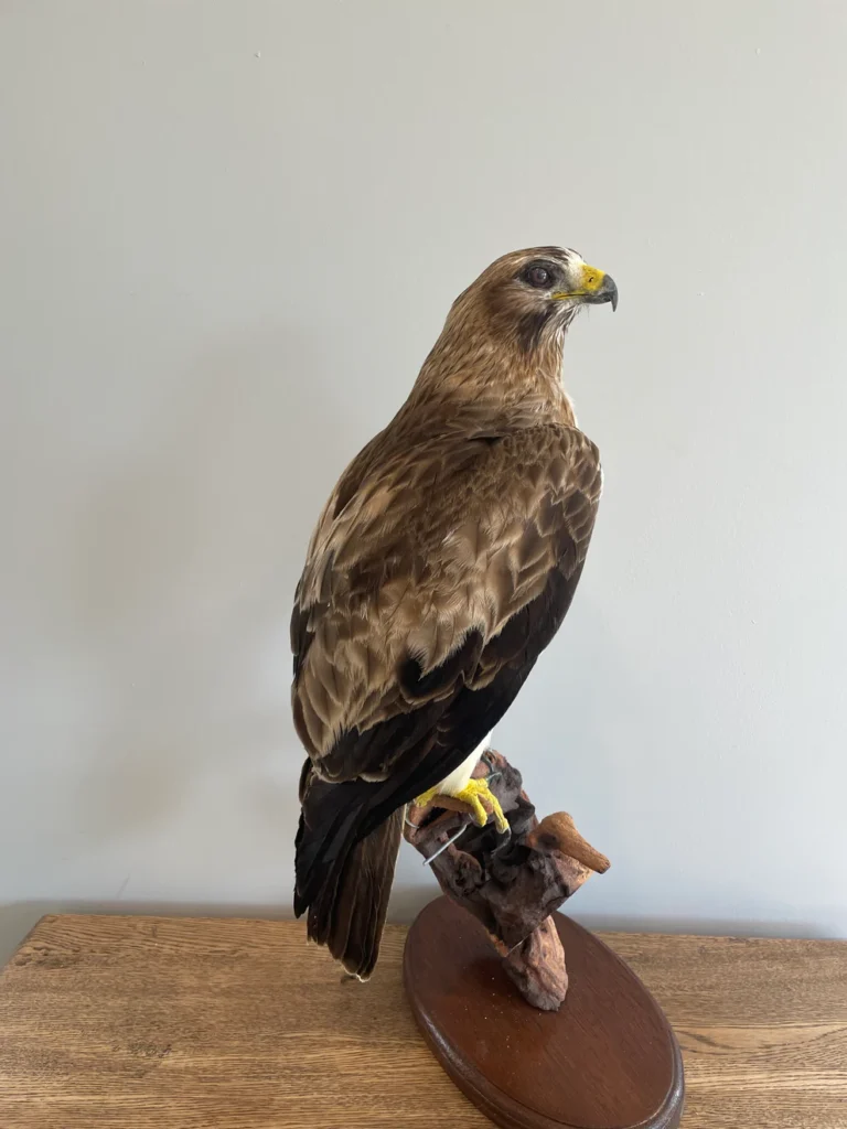Best Glass Eyes for Taxidermy Mounts for Sale