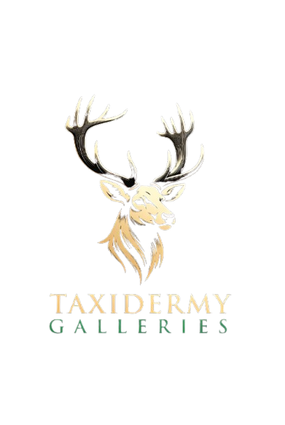 Taxidermy galleries